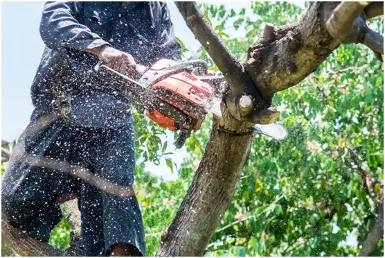 tree services Brenham